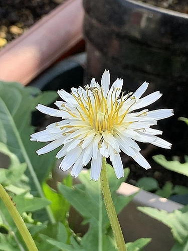 白花タンポポ-1.jpg